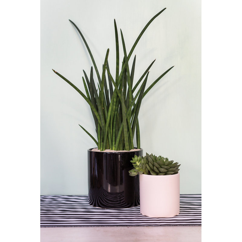 Jardinières en pot, H 4,25 po x l 4,25 po x P 4,25 po, Blanc mat