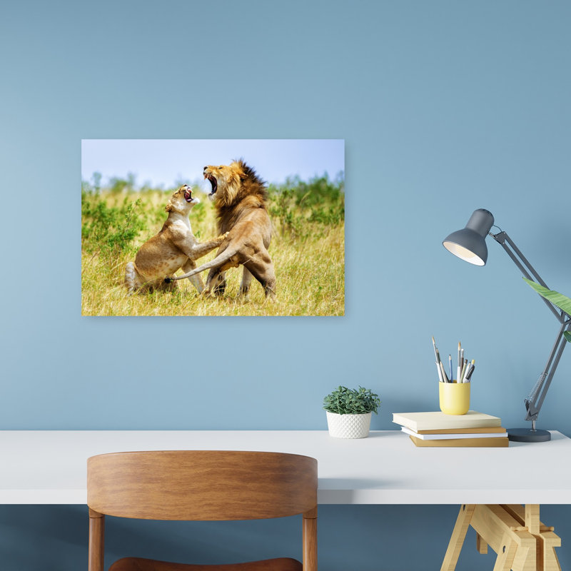 Roaring African Lions Dramatic Contemporary Cat Lion Nature Wildlife Wall Art Print, 30.48cm H x 45.72cm W
