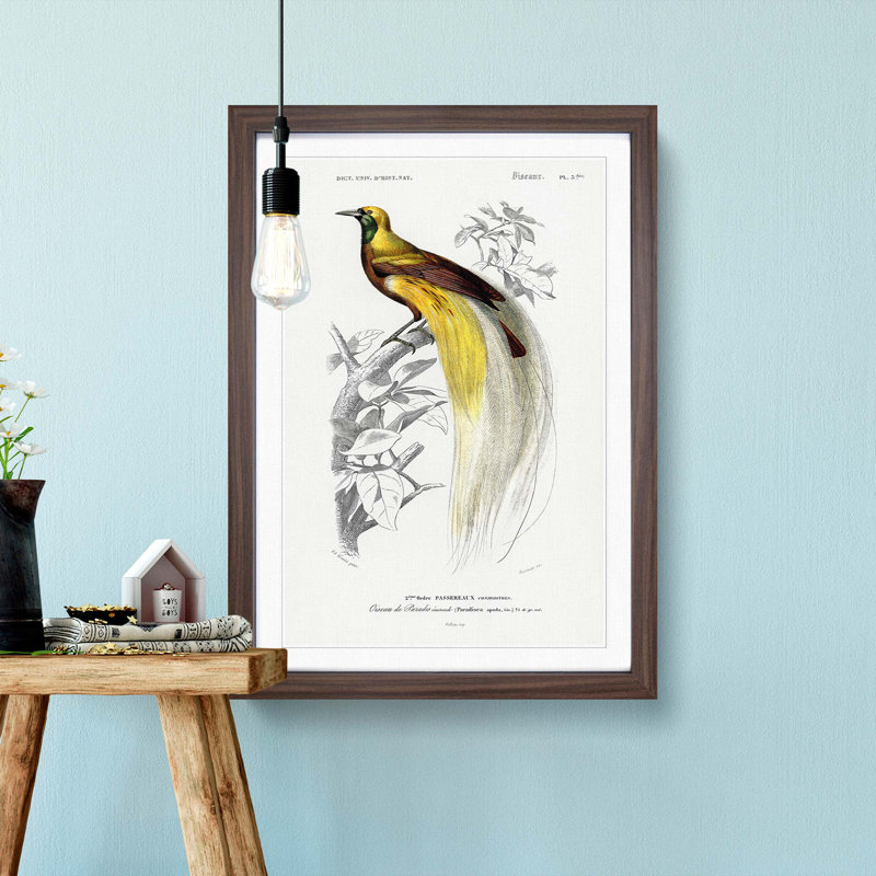 Bird Of Paradise by Charles D' Orbigny - Single Picture Frame Painting, Walnut Framed, 33cm H x 24cm W x 2cm D
