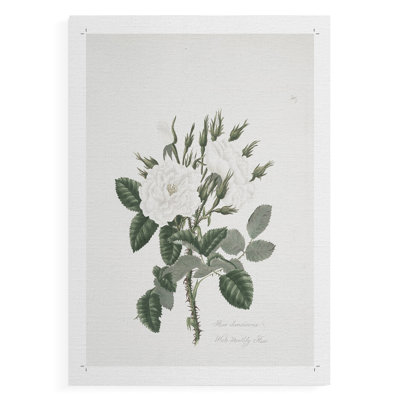 Imprimé floral rétro CCXX - impression sur toile seulement - non encadrée