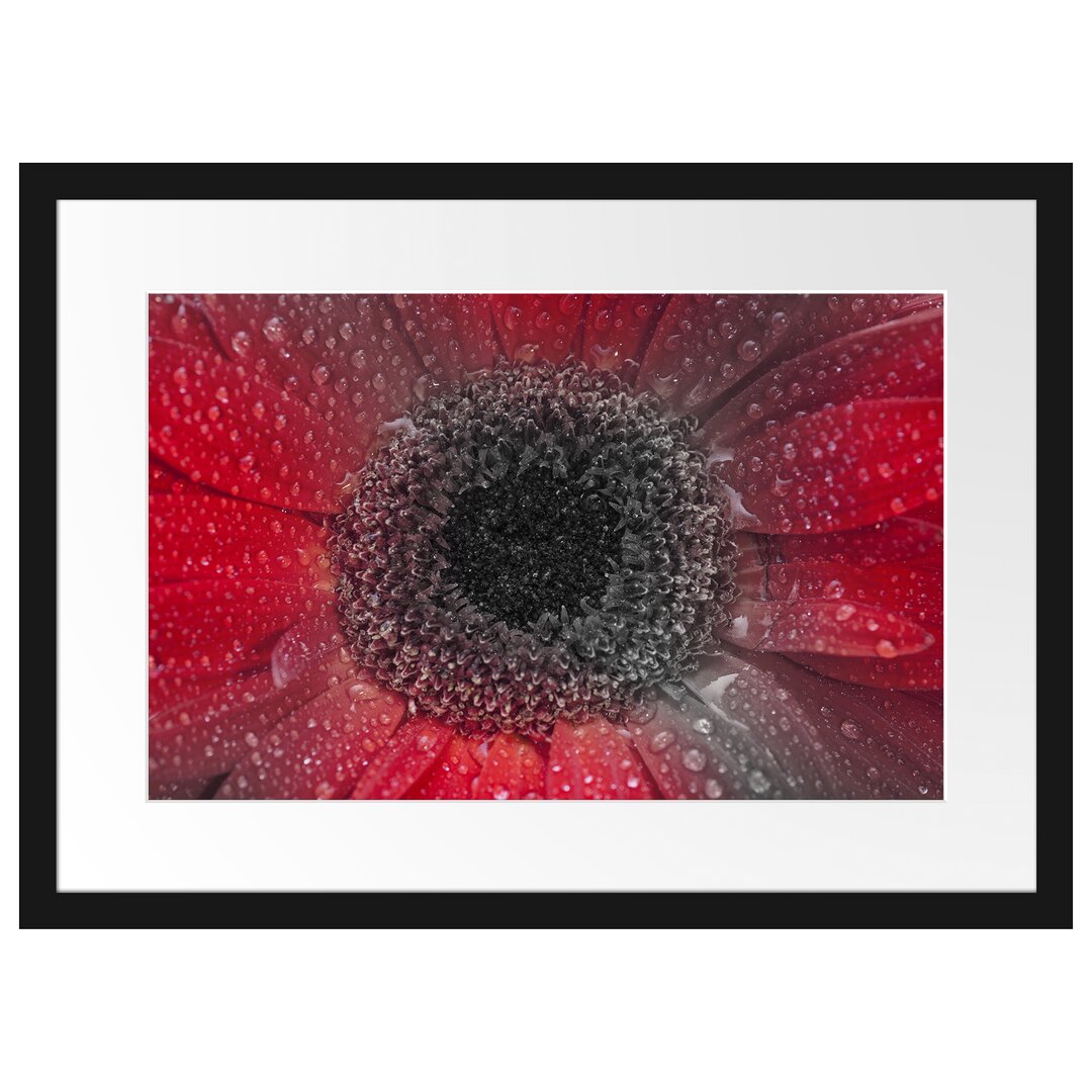 Gerahmtes Poster Rote Gerbera mit Wassertropfen