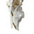 Tieanna Waterbuck Antelope Skull