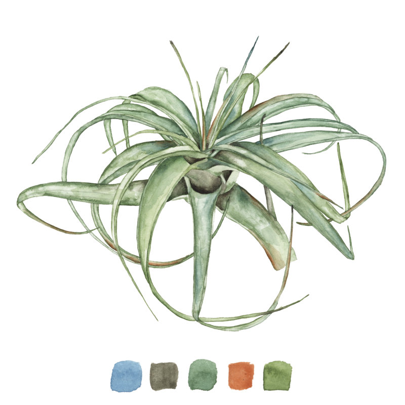 Air Plant Study III, H 12 po x l 12 po