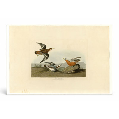 Red Phalarope (planche 255) - art mural sur toile paysage