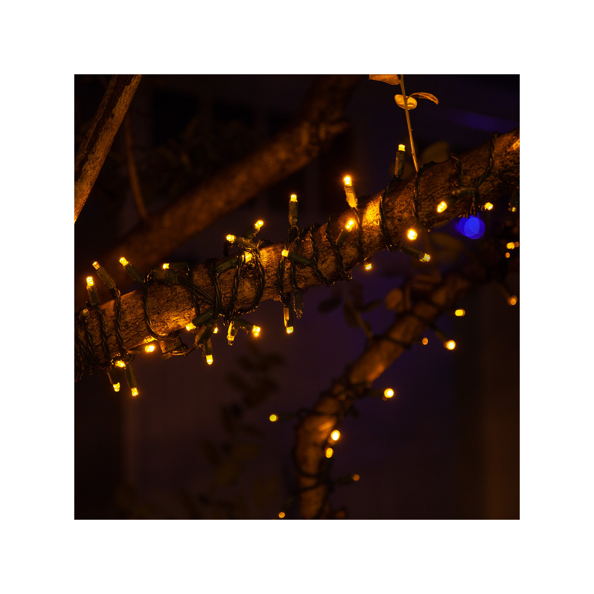 204" SoftTwinkle LED String Lights, Gold