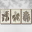Sépia Botanical Journal VI 3 pièces-97711661-97711663