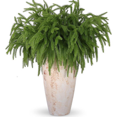 Ophelia & Co. 12 Pcs Christmas Norfolk Pine Branches, Norfolk Pine Artificial Christmas Stems DIY Crafts Faux Christmas Greenary Norfolk Pine Branches For Xmas Wrea