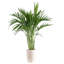 Noah 32" Live Palm Plant in Planter-46518315
