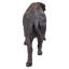 Bison de grande taille