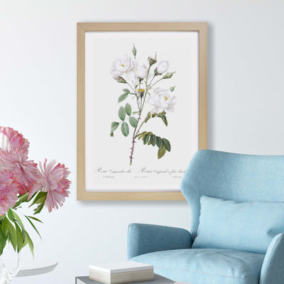 White Roses by Pierre-Joseph Redoute - Framed Print