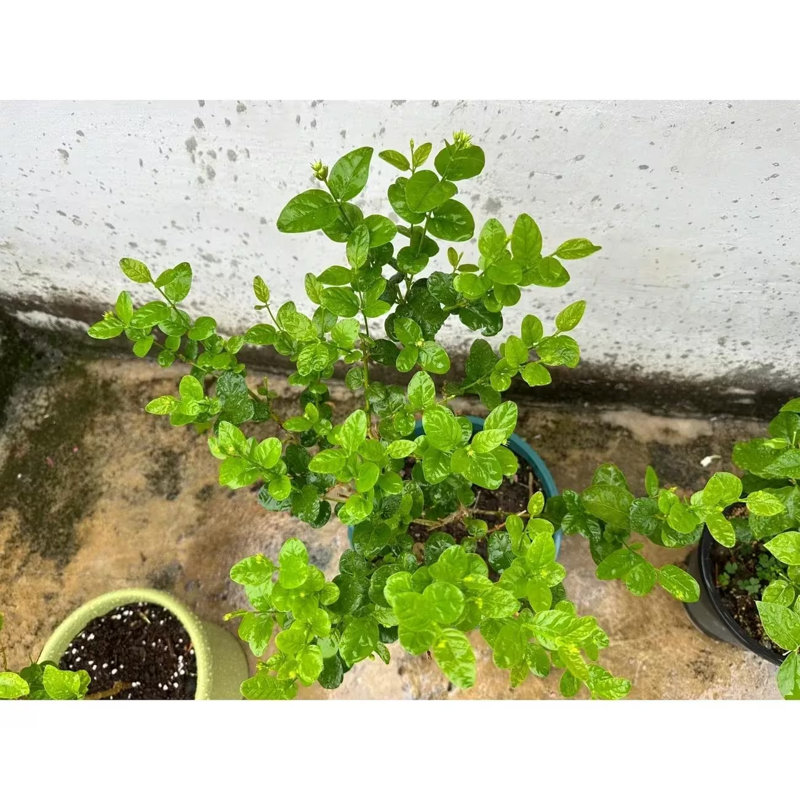 Live Jasmine Tree Sapling, Fragrant Blooming Flower Plant