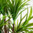 Dracaena Artificial Tree