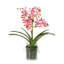 Orchid Arrangement In Glass Vase-1795696237