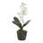 Laris Orchid Drop-In