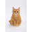 Orange Tabby Cat Sitting-1241430313