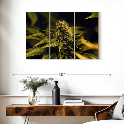 Floraison d'une plante de marihuana