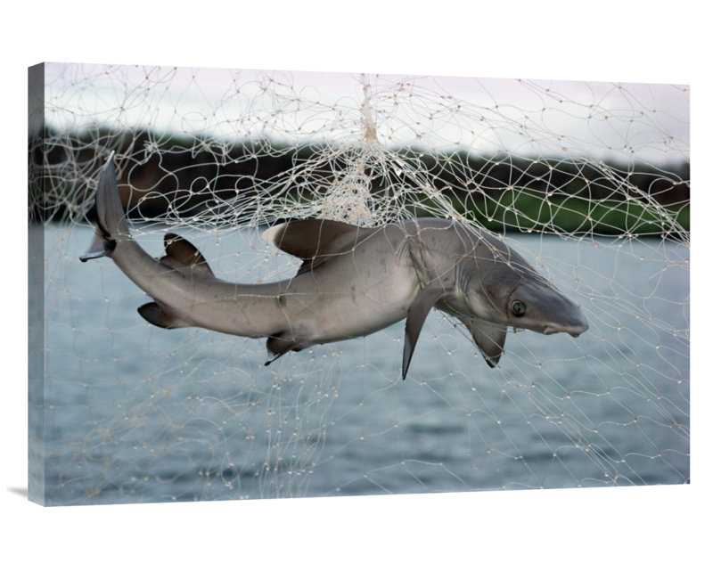 " Illegal Gillnet Fishing ", 20" H x 30" W, Black Framed