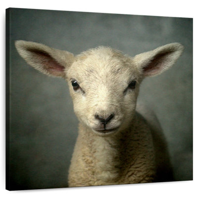Crowle Newborn Lamb