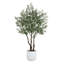 7.5FT OLIVE TREE, POTTED
