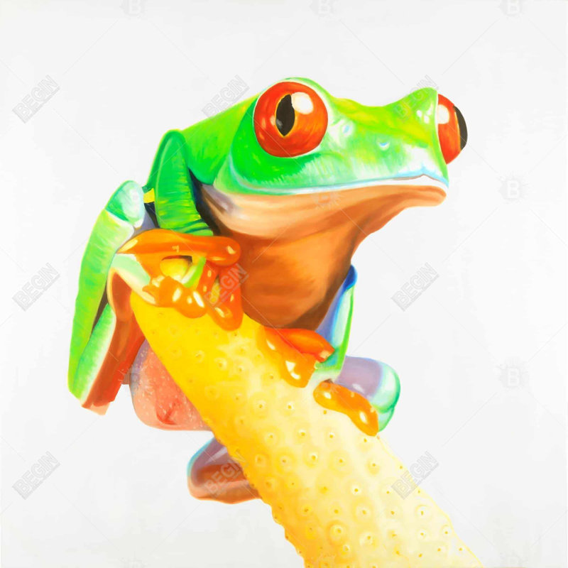 " Curious Red Eyed Frog "
