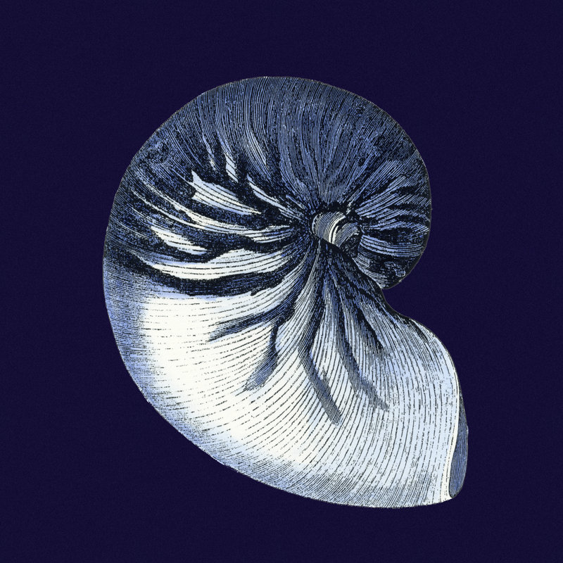 Y Se Paper Indigo Shells VII by Vision Studio - Wrapped Canvas Painting, 30cm H x 30cm W