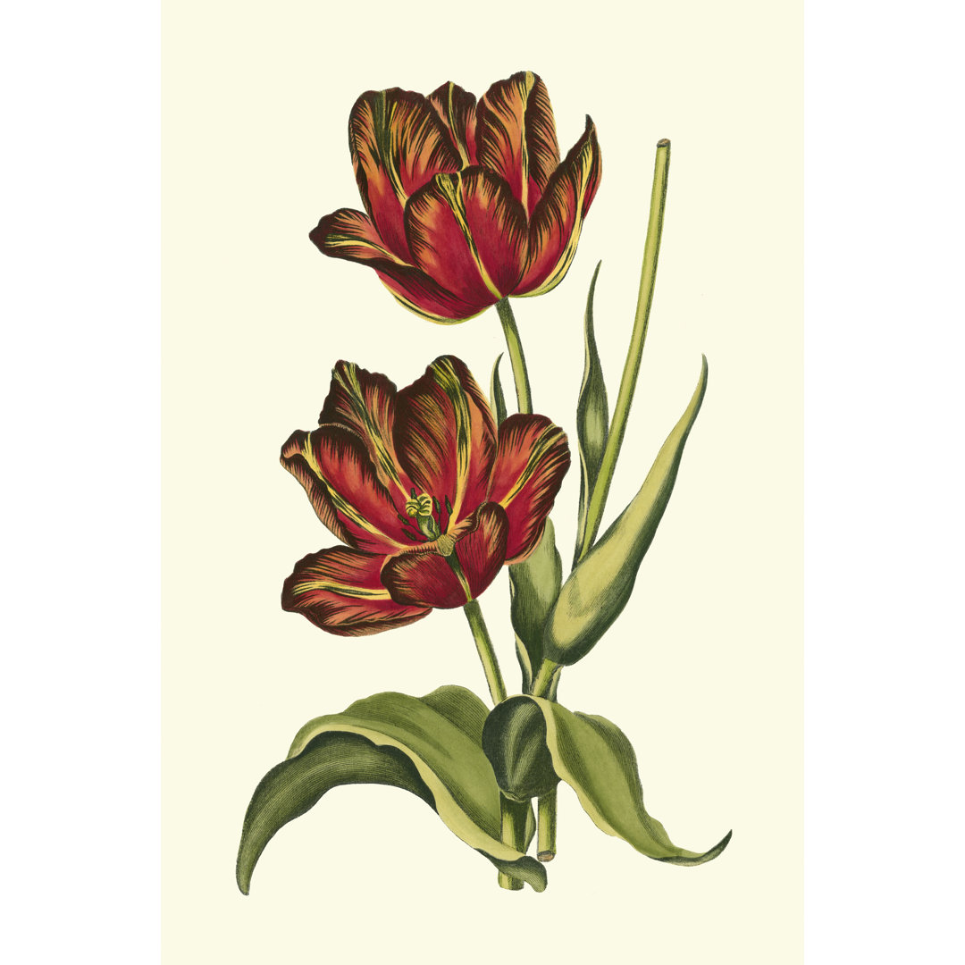 Leinwandbild Vintage Tulips V von Vision Studio