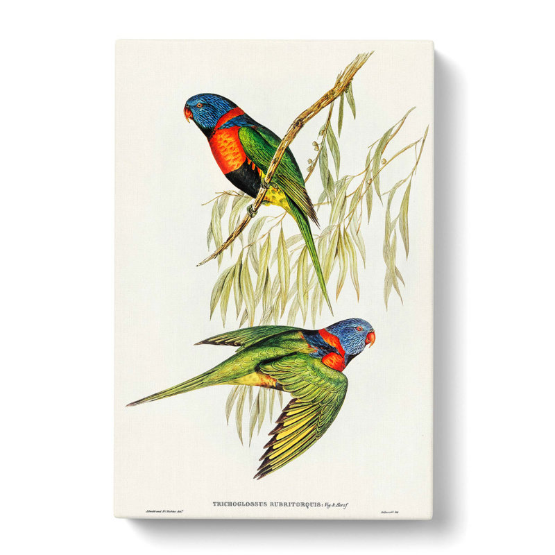 Lorikeets by Elizabeth Gould - Wrapped Canvas, 50cm H x 35cm W x 3cm D