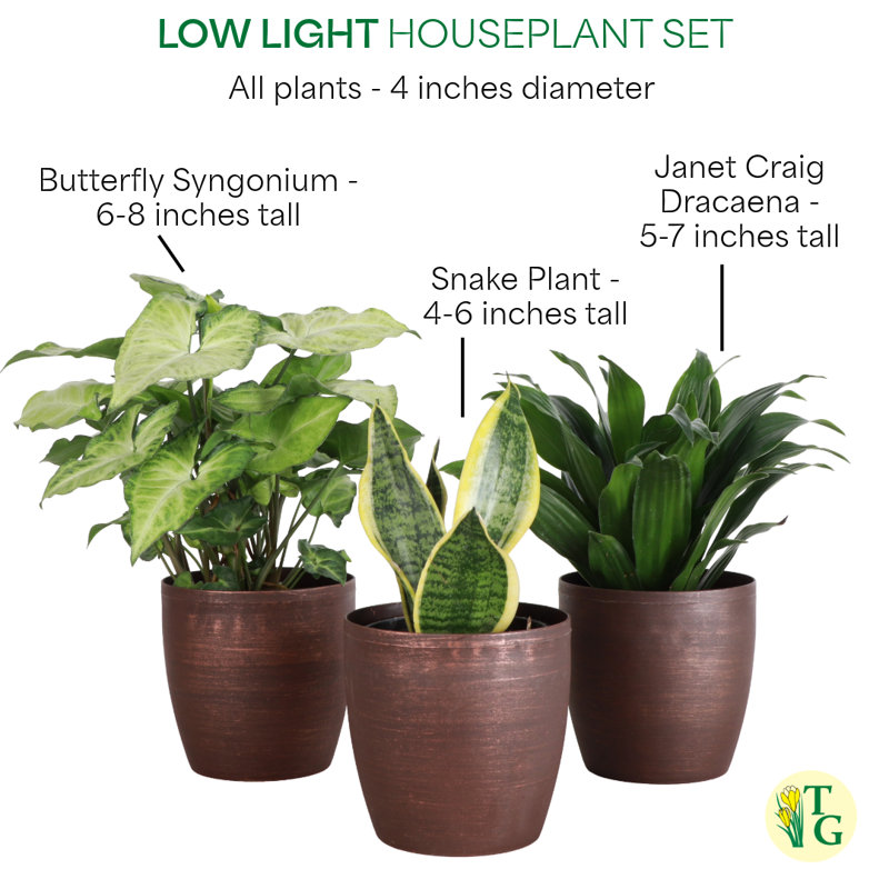 Live Low Light Houseplant Set, Copper