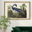 Louisiana Heron - reproduction d'art sur toile-143757993-143757992