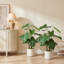 30 po Alocasia artificielle avec pot blanc (ensemble de 2), plante artificielle tropicale réaliste pour la décoration intérieure, le salon, la chambre à coucher et le bureau