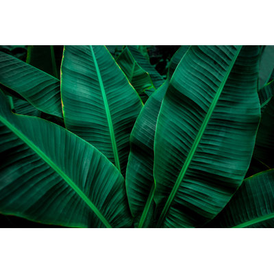 Feuille verte abstraite - photographie sur toile tendue