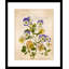 Pansy Painting