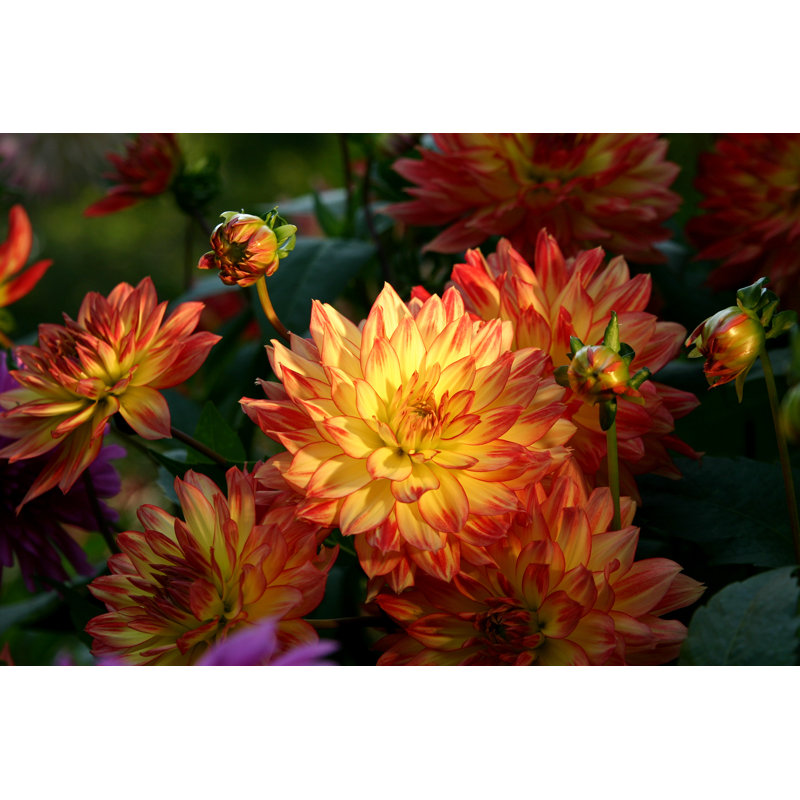 Groupe de dahlias en fleurs par Wuka, H 20 po x l 30 po