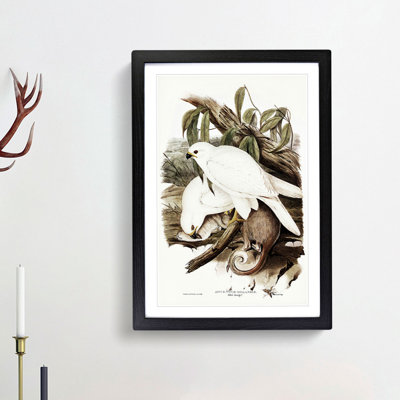 White Goshawks by Elizabeth Gould - Picture Frame Art Prints