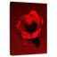 Coquelicot rouge foncé-1869869624