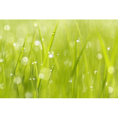 Morning At Paddy Field - Wrapped Canvas Print