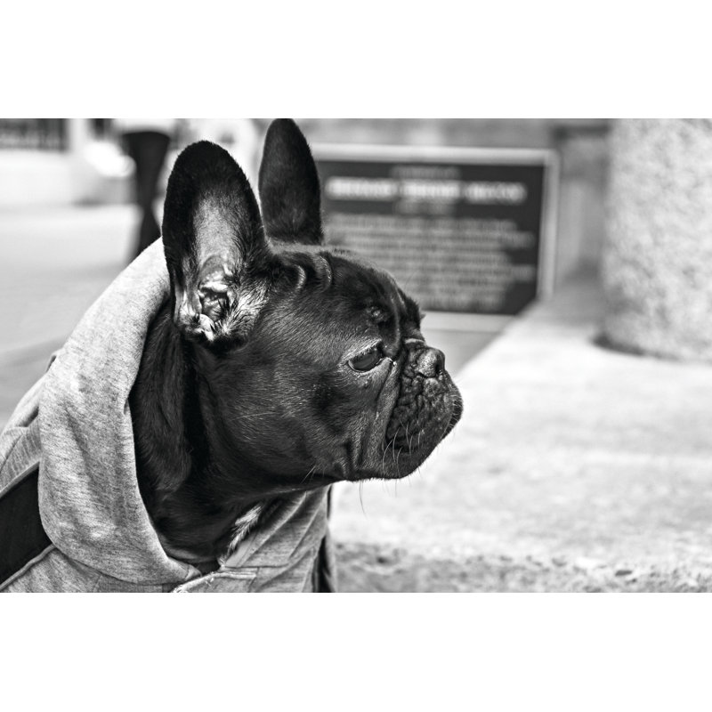 Dog - Wrapped Canvas Print, 30cm H x 46cm W x 3.8cm D