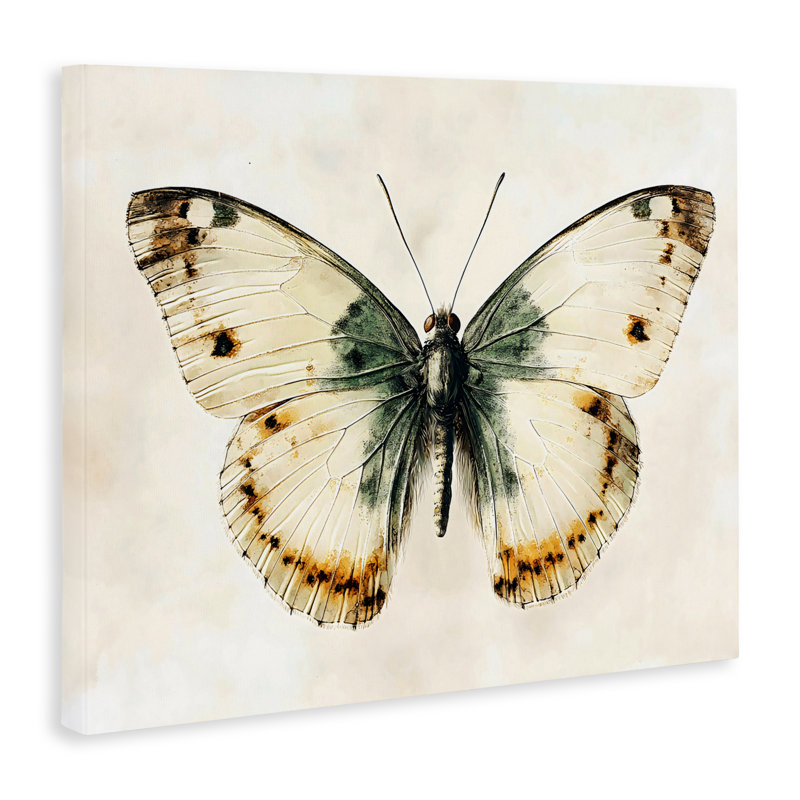 Toile Moth Study Symmetry, design par Creative Studio, H 24 po x l 30 po