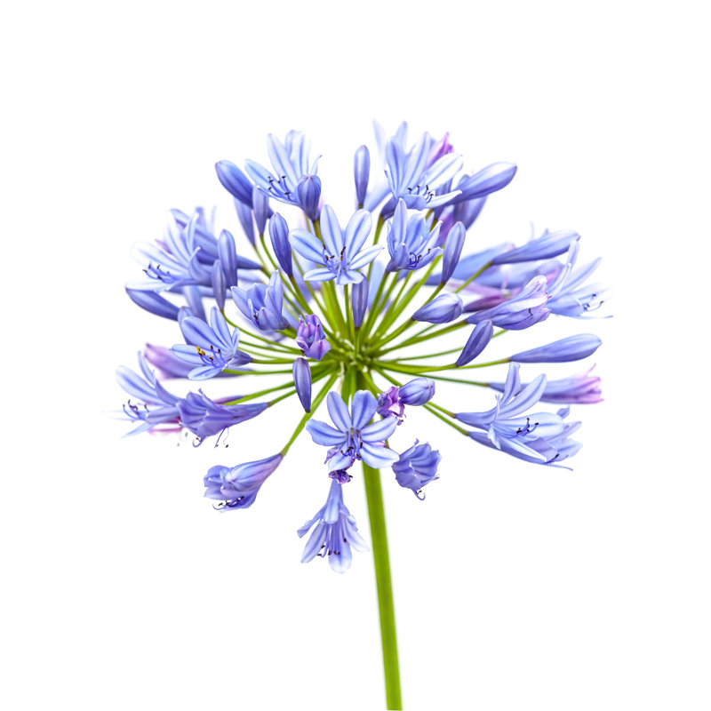 Agapanthus Flower Isolated On White - Wrapped Canvas Print, 51cm H x 51cm W