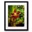 Red Face Orchid Print by Tom Kostes-65828070-65852888