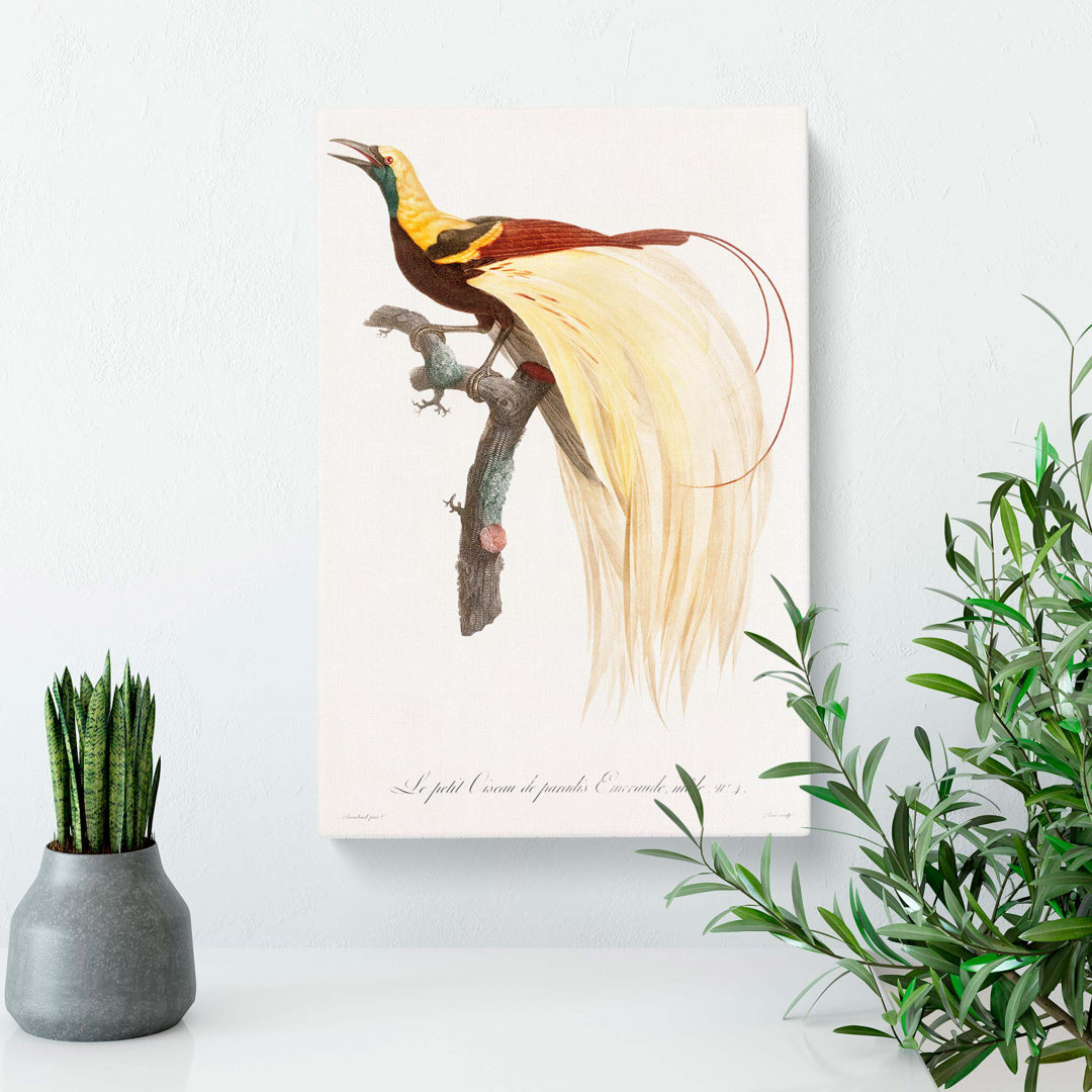 An Emperor Bird of Paradise by Jacques Barraband - Wrapped Canvas Painting Pint - Wrapped Canvas