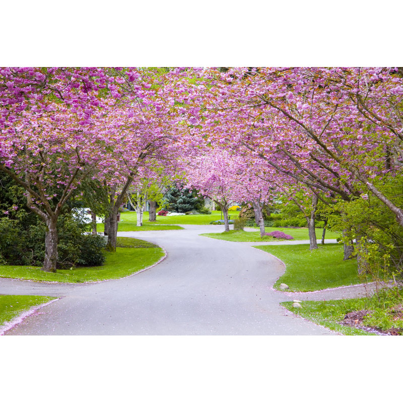 Beautiful Cherry Tree Lane by HannamariaH - Wrapped Canvas Print, 20cm H x 30cm W