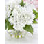 Véritable hydrangée dans un vase-1721809809