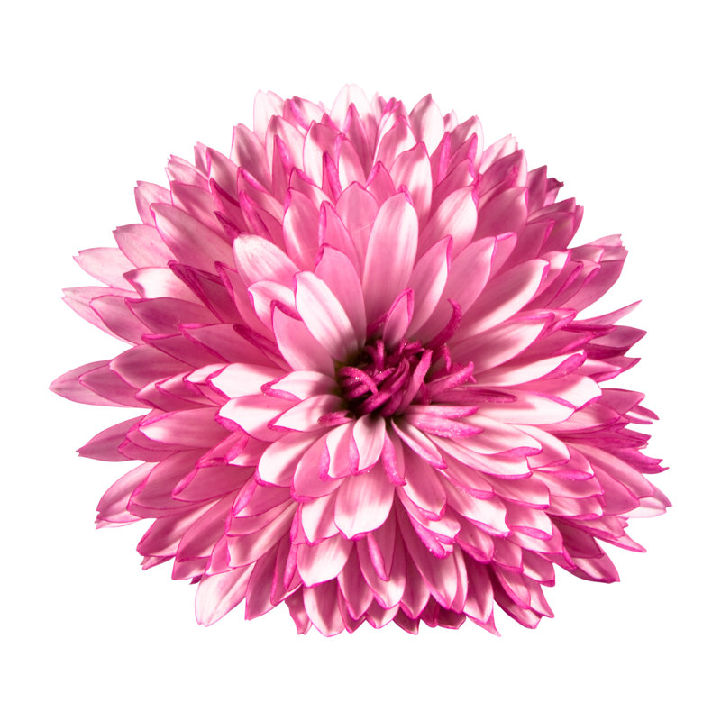 Radu Flower - Wrapped Canvas Print, 51cm H x 51cm W x 3.8cm D