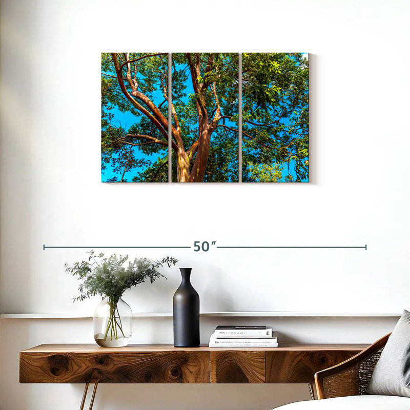Eucalyptus arc-en-ciel Alvord, H 20 po x l 33 po