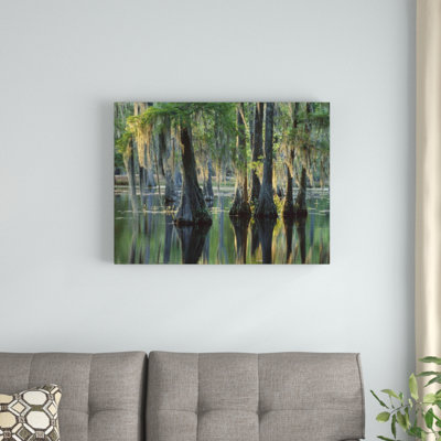 " Bald Cypress Swamp Sam Houston Jones State Park Louisiana "