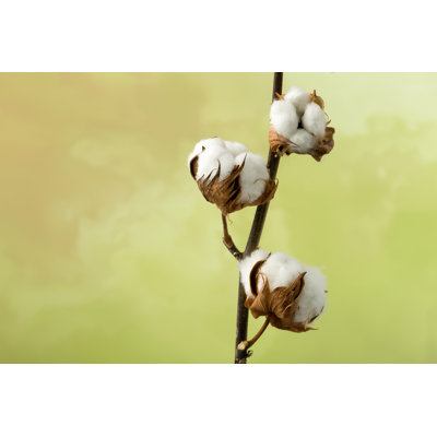 " Cotton Plant " by Studio-Annika