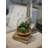 Succulent Arrangement with Sedum, Marginata and Cactus