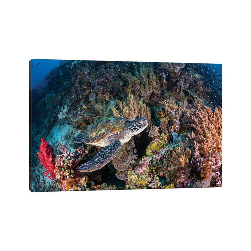 Coral Garden And Green Turtle by Barathieu Gabriel - Wrapped Canvas Print, 66.04 cm H x 45.72 cm W x 1.91 cm D