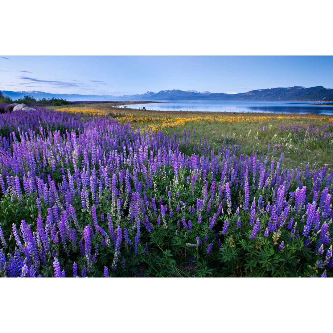 Leinwandbild Lupine Meadow - Lake Tahoe Kalifornien